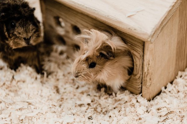 Les secrets de la personnalité charmante du hamster Angora